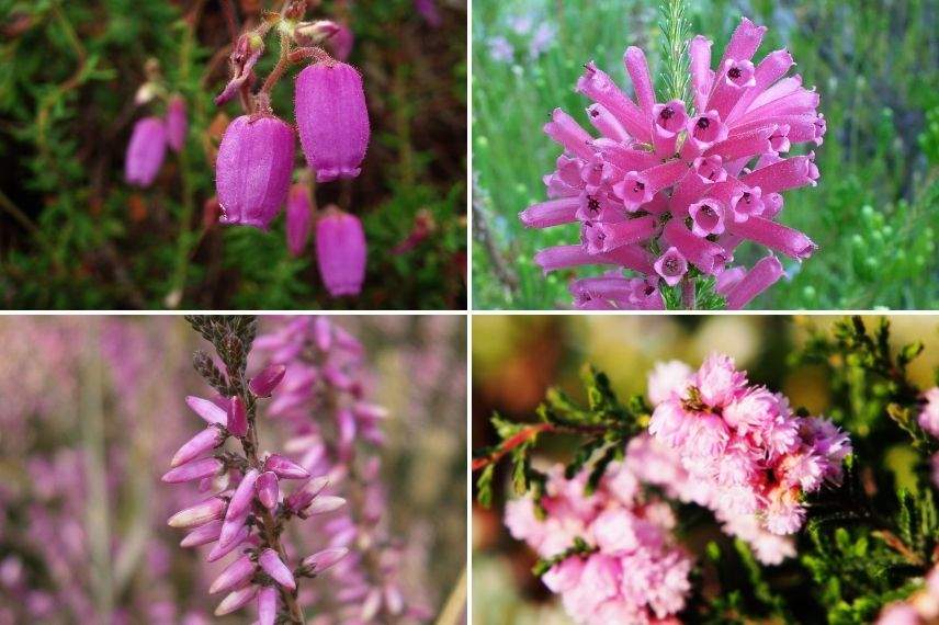 choisir bruyère selon la forme des fleurs