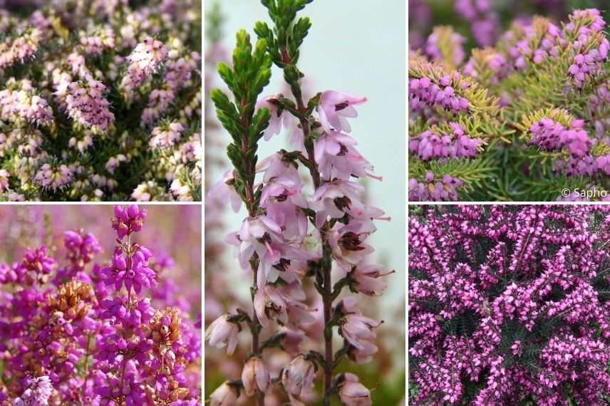 choisir une bruyère à fleurs roses