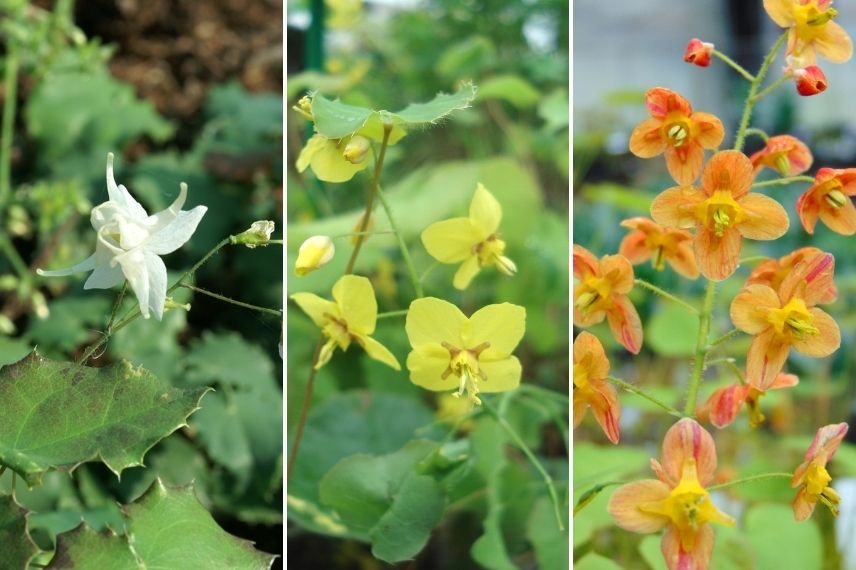 épimédium à fleurs blanches, épimédium à fleurs jaunes, épimédium à fleurs orange