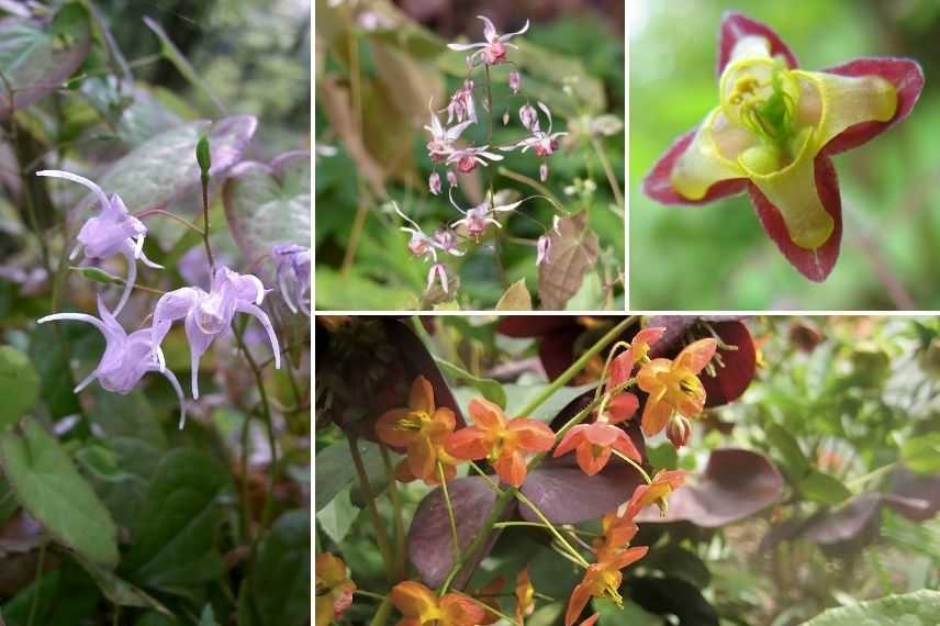 choisir un épimédium selon forme de la fleur