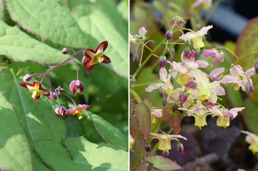 épimédium à fleurs bicolores, épimédium à fleurs multicolores