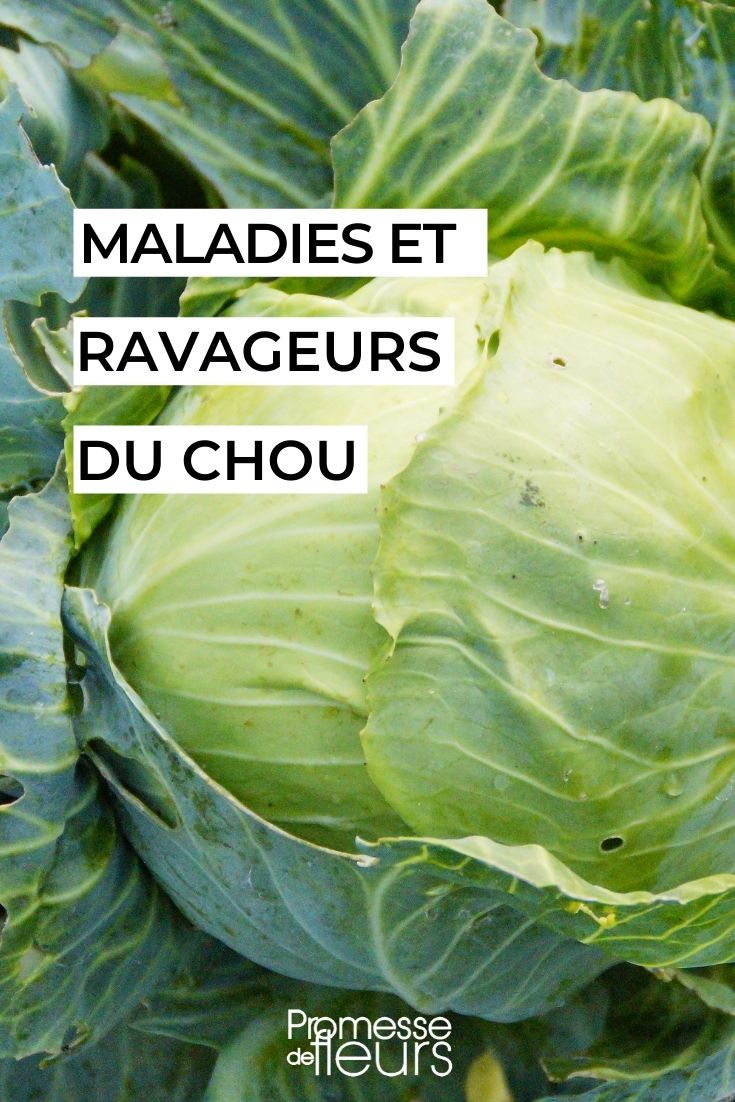 chou maladies ravageurs