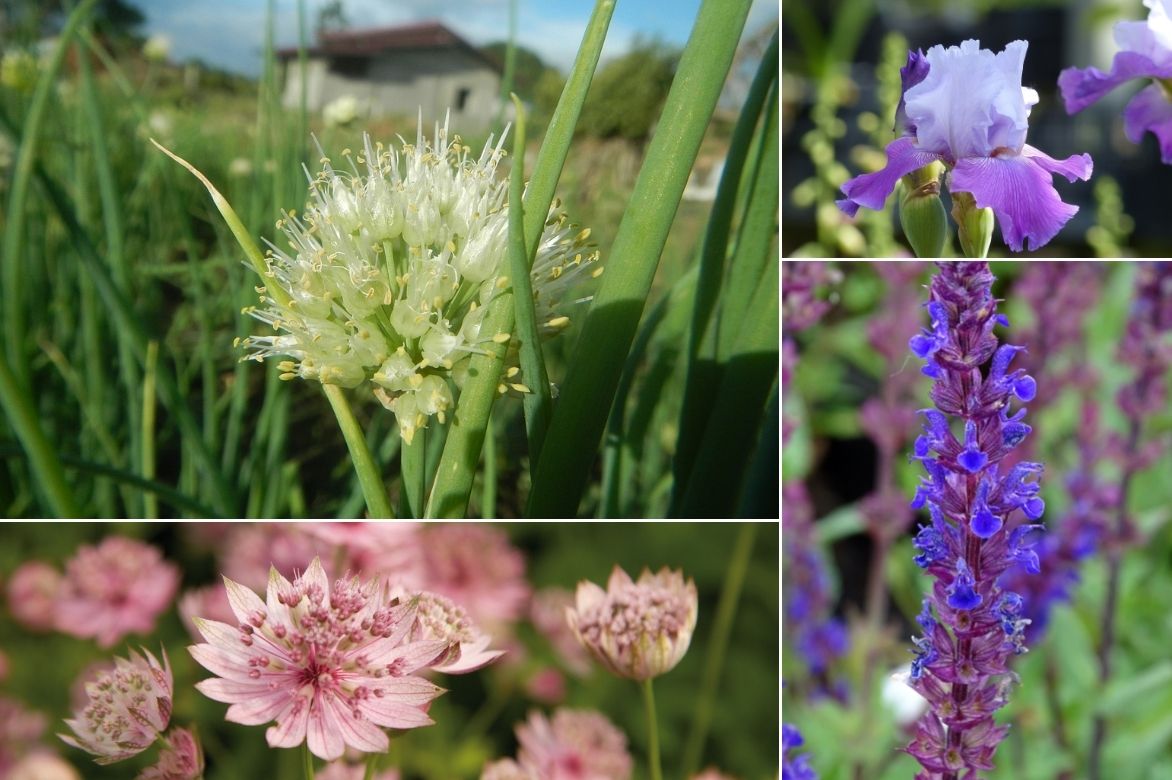 ciboule - allium fistusolum