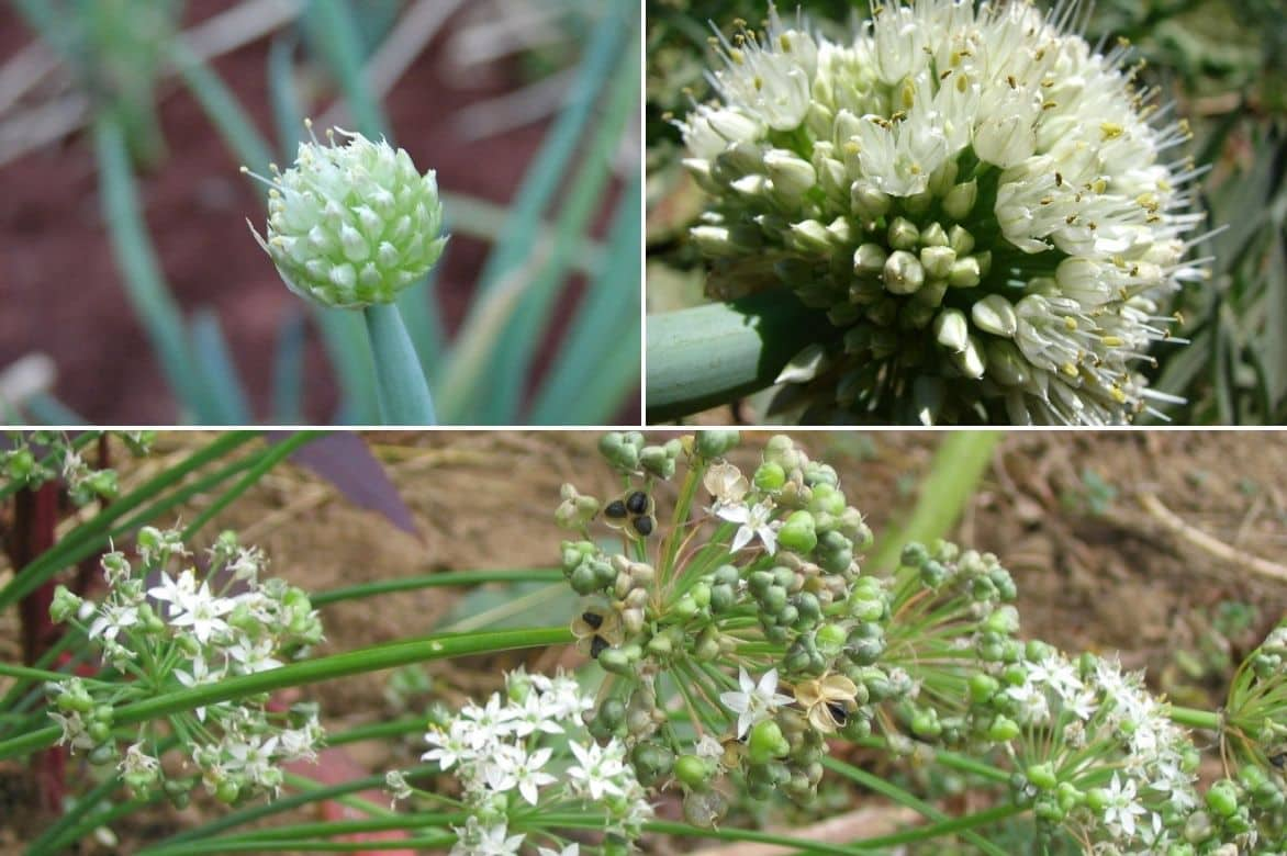 ciboule - allium fistusolum