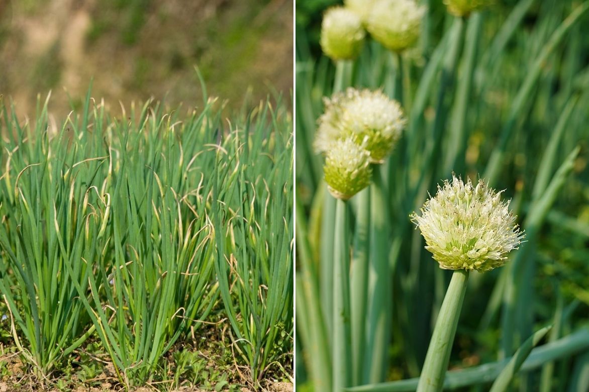 ciboule - allium fistusolum 