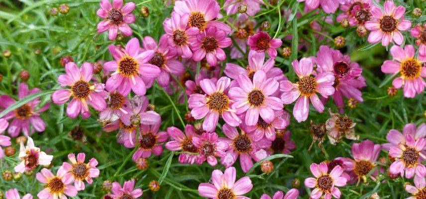 coreopsis limerock passion