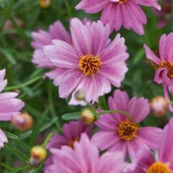 Associer les Coreopsis