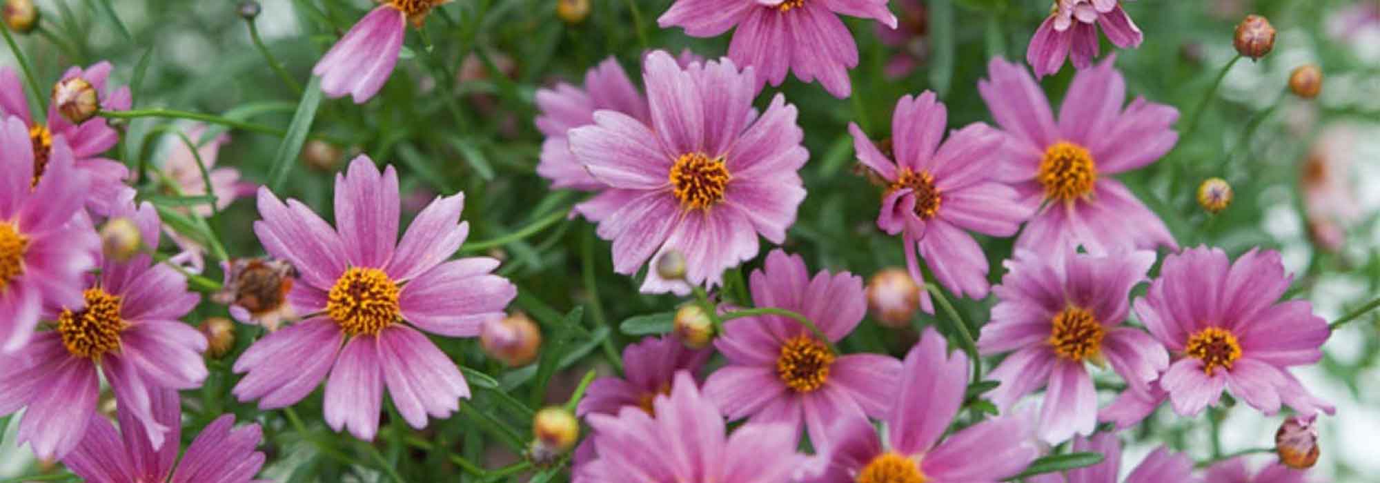 Associer les Coreopsis