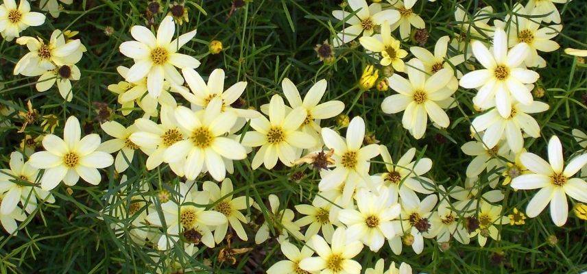 coreopsis moonbeam