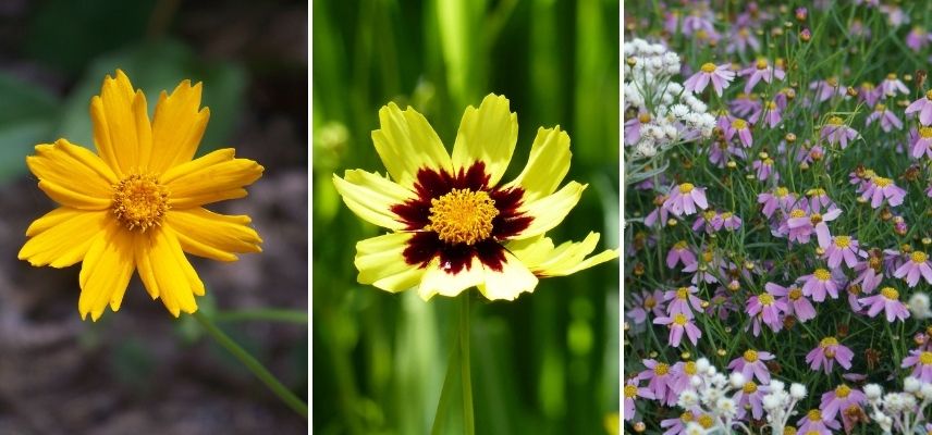coreopsis petite taille