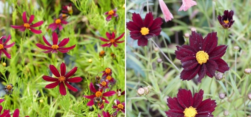 coreopsis rouges