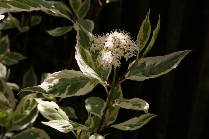 cornus elegantissima arbuste résistant au vent