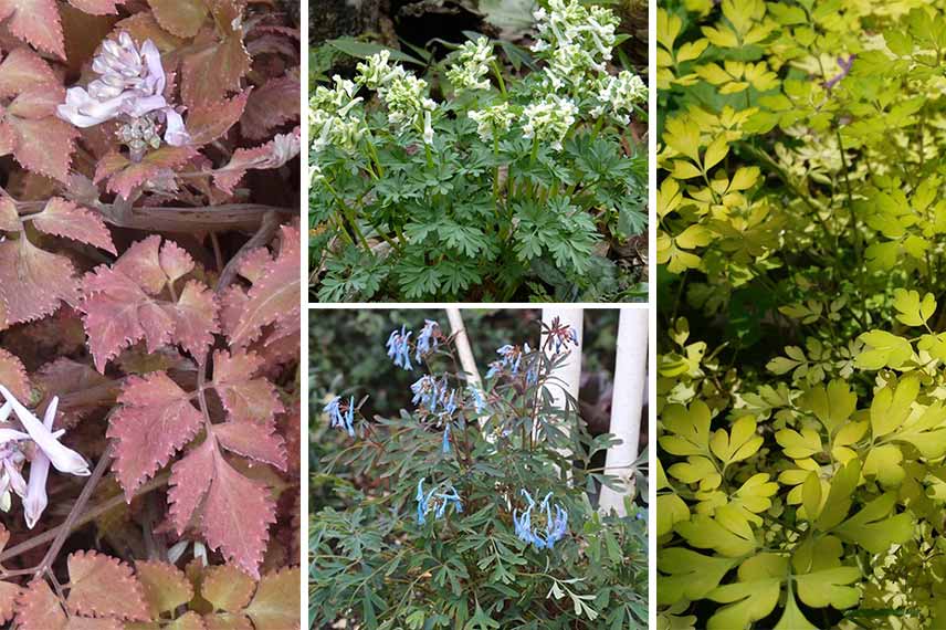 corydalis couleur feuillage