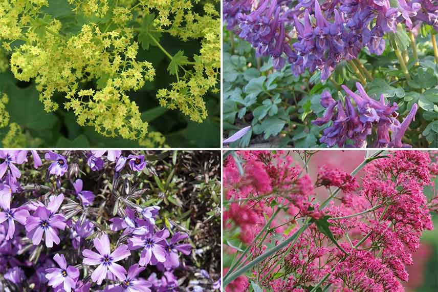 Corydalis dans un jardin de graviers