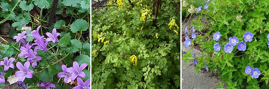 Corydalis sur un mur