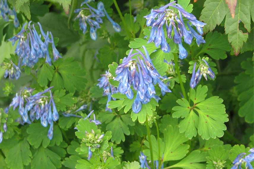 corydalis 'Purple Leaf'