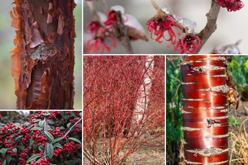 jardin d'hiver, winter garden, fleurs en hiver