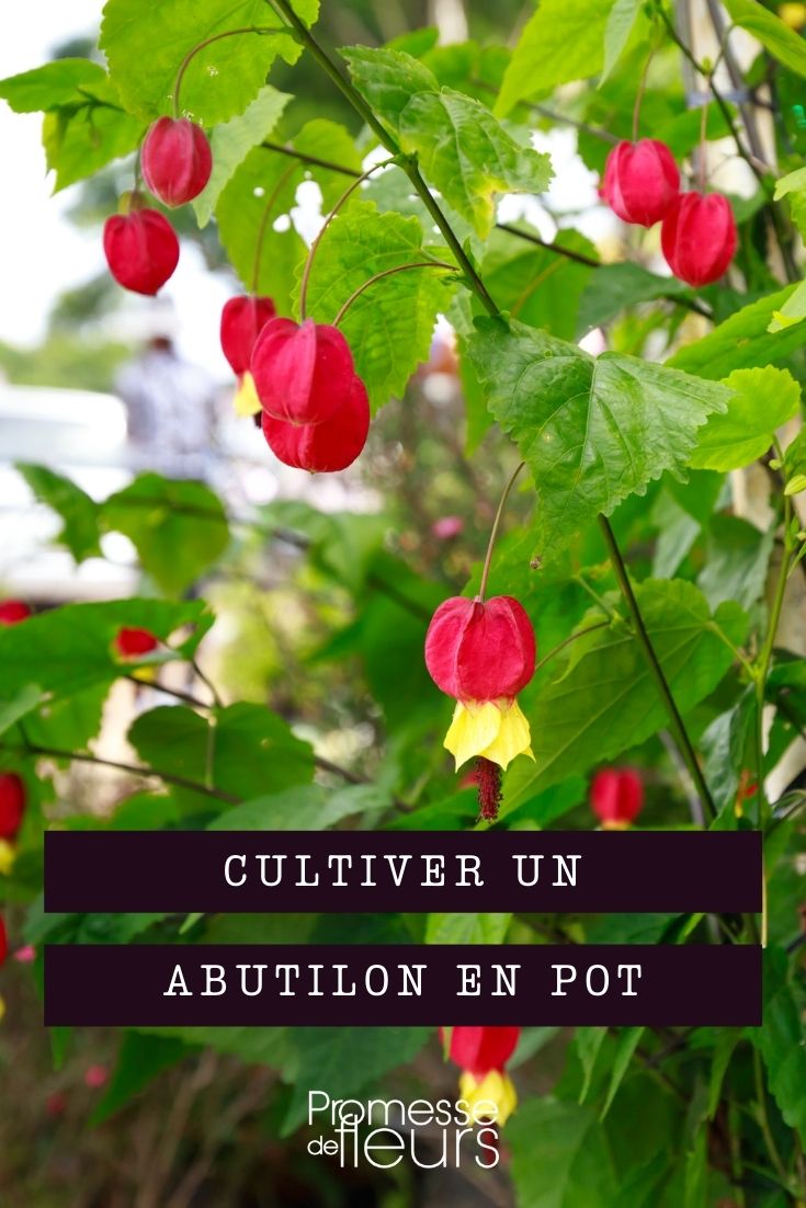 cultiver abutilon en pot
