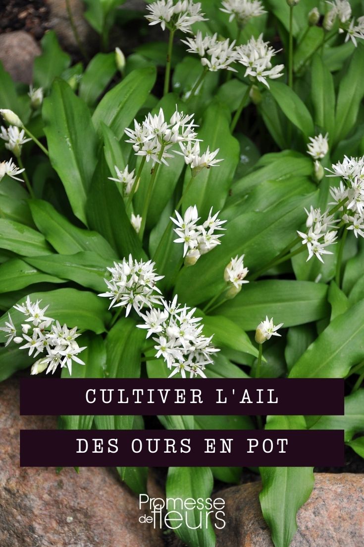 cultiver ail des ours en pot