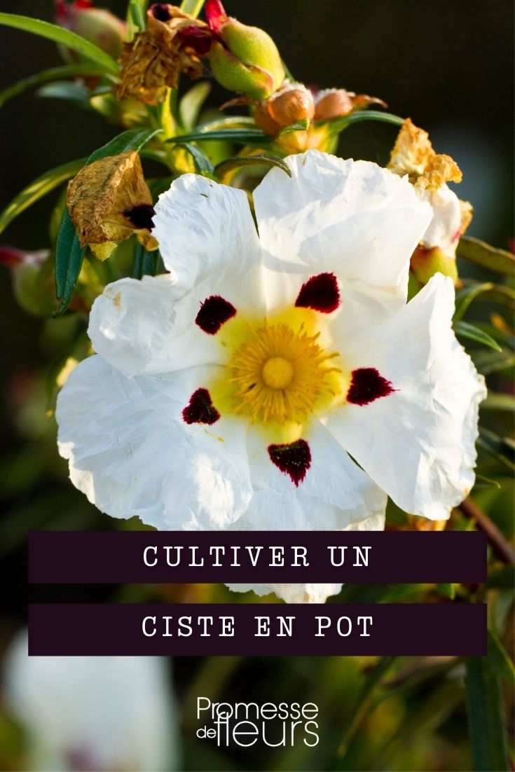 cultiver ciste en pot