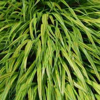 Cultiver une Hakonechloa en pot