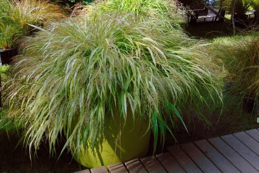 herbe du japon en pot, quelle exposition pour hakonechloa en pot