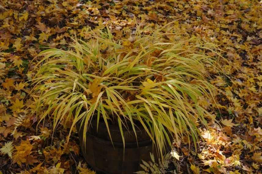 herbe du japon en pot, hakonechloa feuillage marcescent