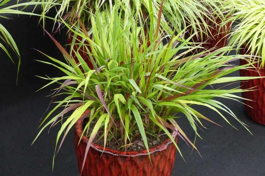 herbe du japon en pot, quel pot pour hakonechloa