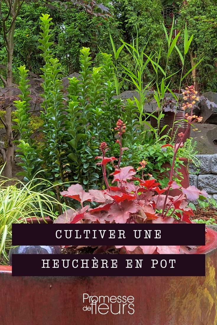 cultiver heuchere en pot