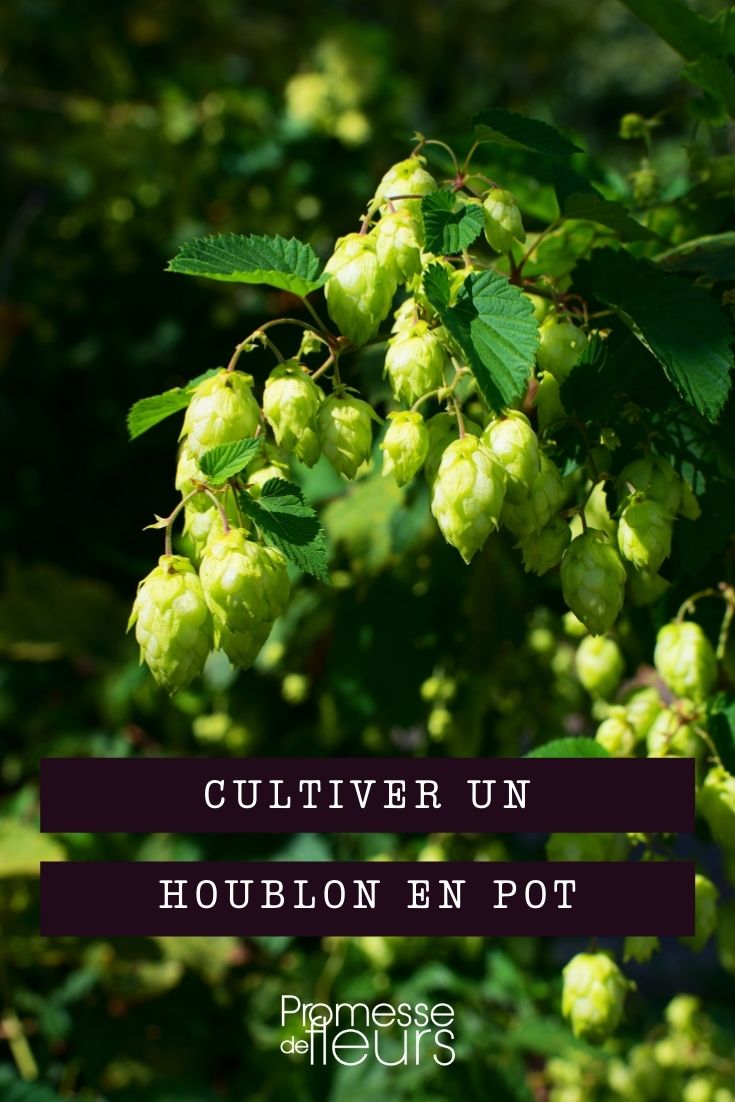 cultiver houblon en pot