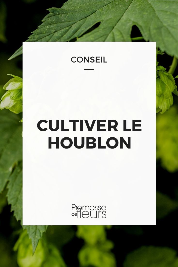 cultiver houblon