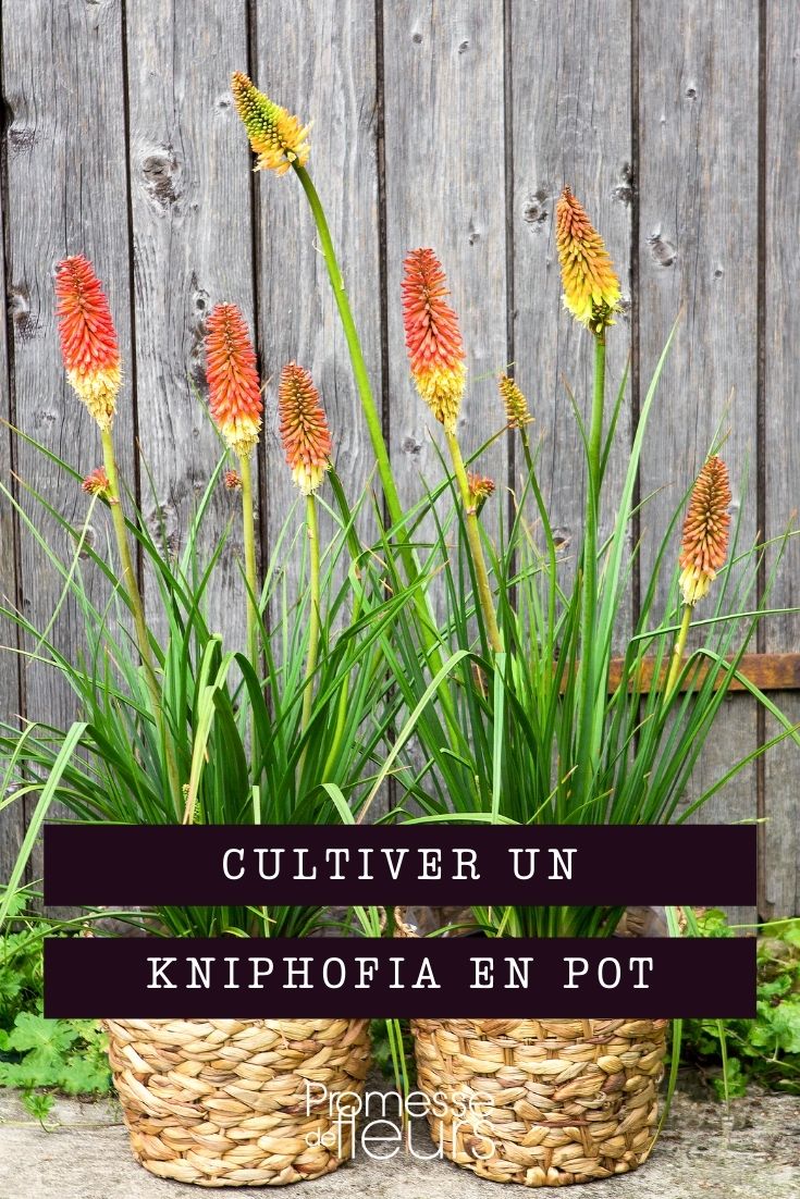 cultiver kniphofia en pot