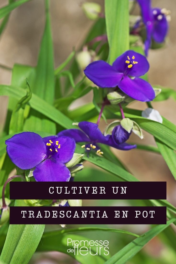 cultiver tradescantia en pot