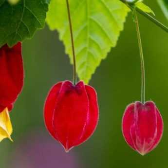 Cultiver un abutilon en pot