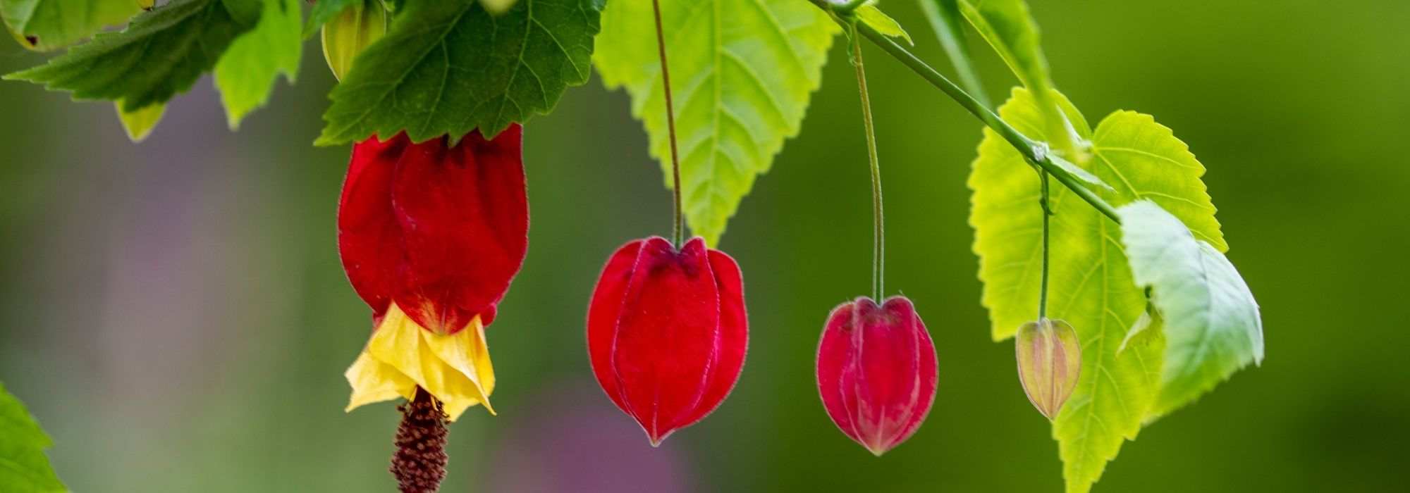 Cultiver un abutilon en pot