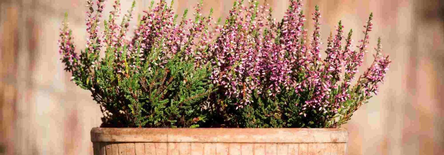 Plantes et fleurs du jardin ou en pot : culture et conseils d'entretien