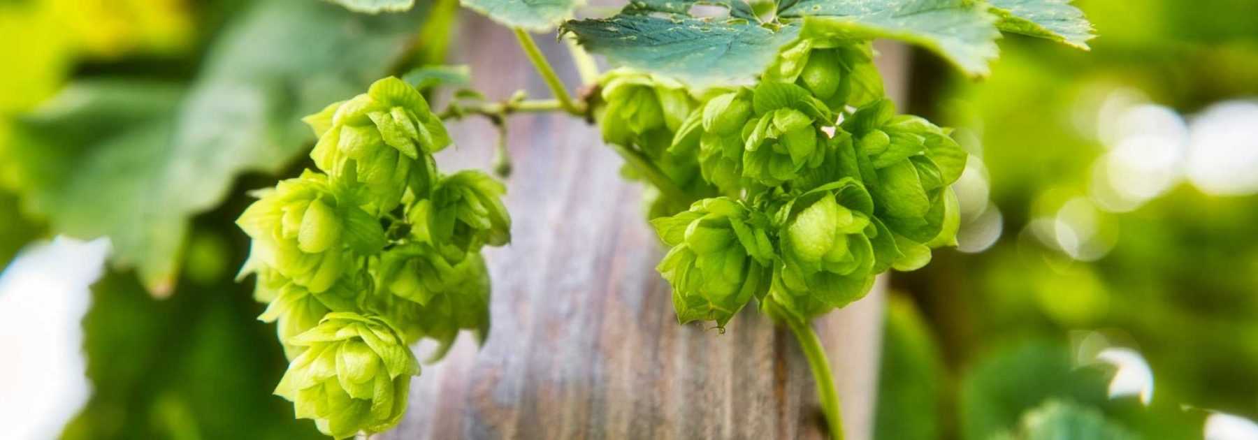 Comment cultiver le houblon ?