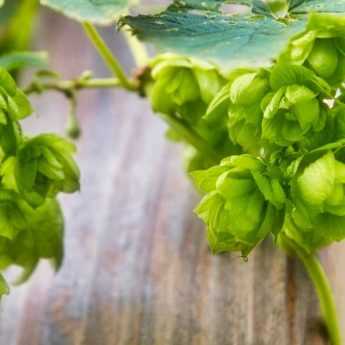 Comment cultiver le houblon ?