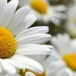 Cultiver un Leucanthemum en pot