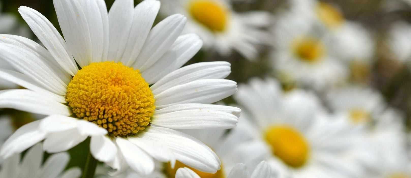 Cultiver un Leucanthemum en pot