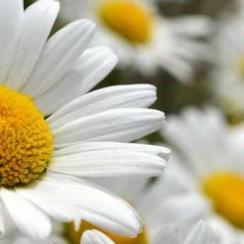 Cultiver un Leucanthemum en pot