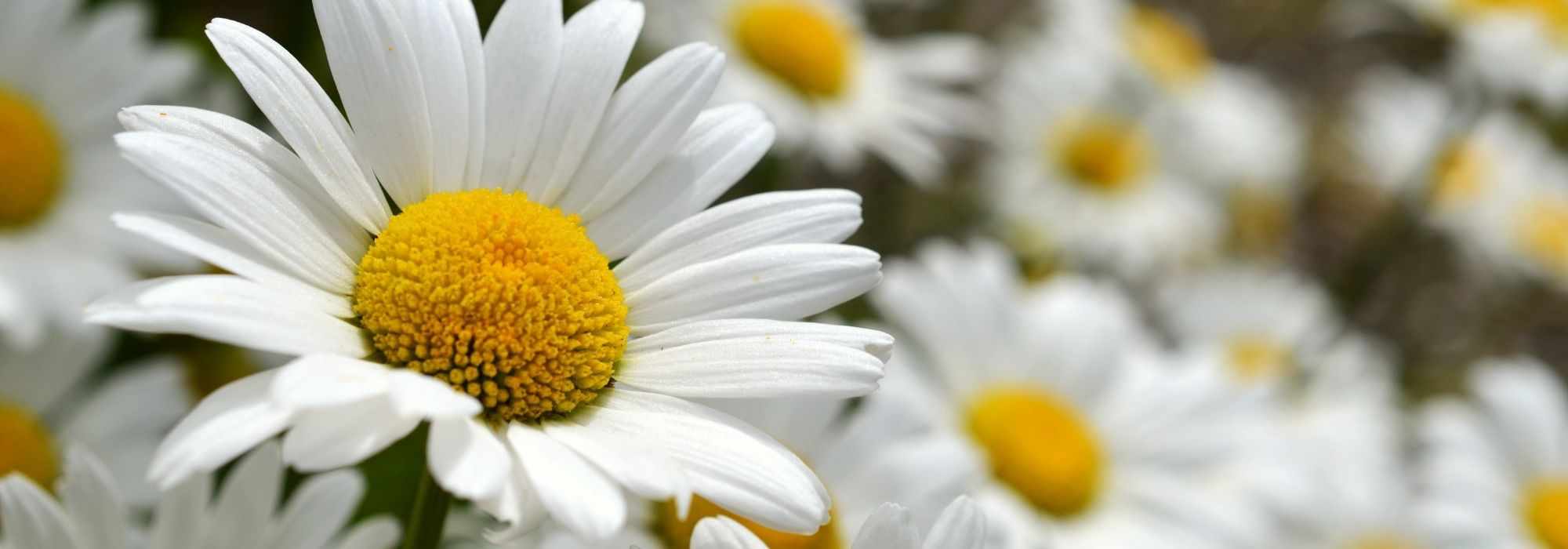 Cultiver un Leucanthemum en pot