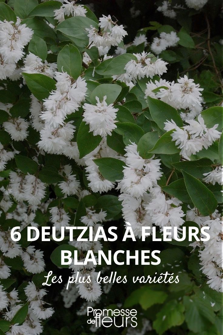 6 deutzias à fleurs blanches - Promesse de Fleurs