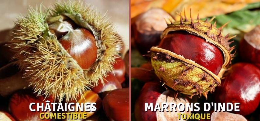 châtaignes comestibles et Marrons toxiques