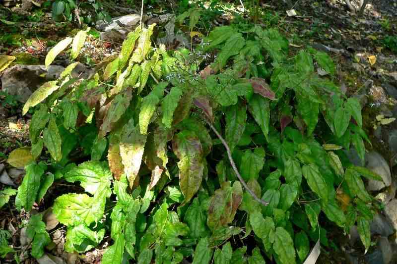 pourquoi diviser la fleur des elfes