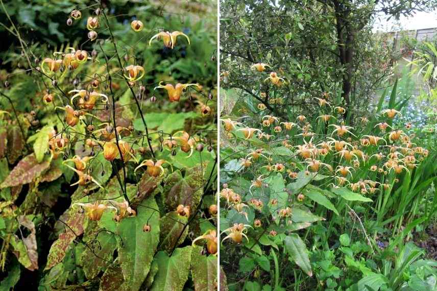 fleur des elfes cuivrée feuilles persistantes