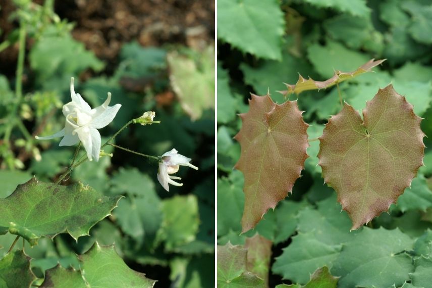 fleur des elfes blanche feuilles persistantes