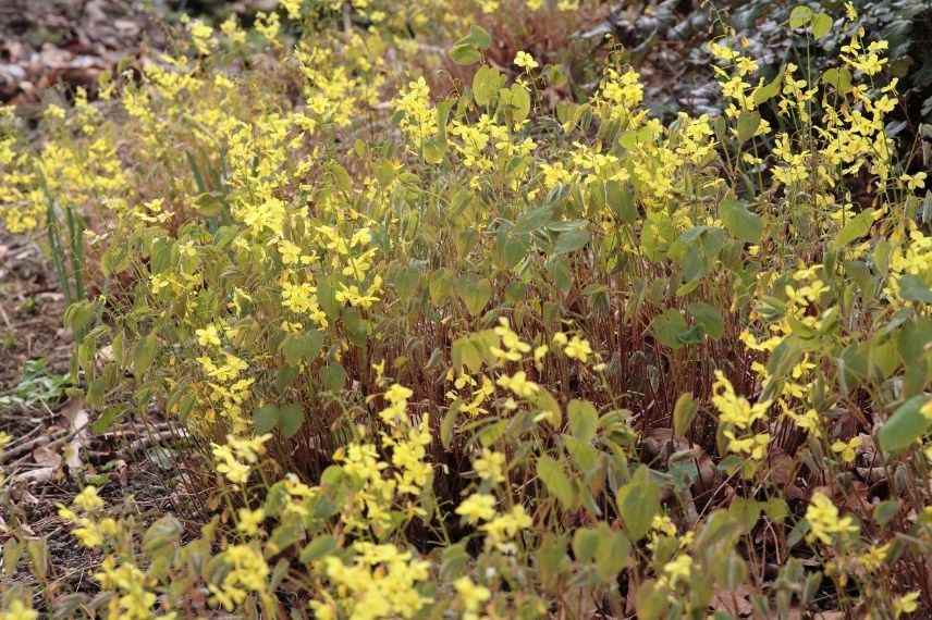 choisir épimédium période de floraison