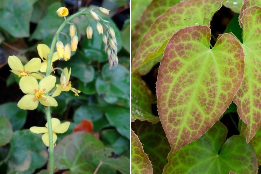 fleur des elfes jaune feuilles persistantes