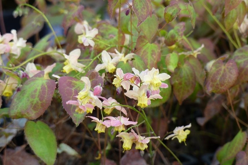 fleur des elfes jaune et rose feuilles persistantes